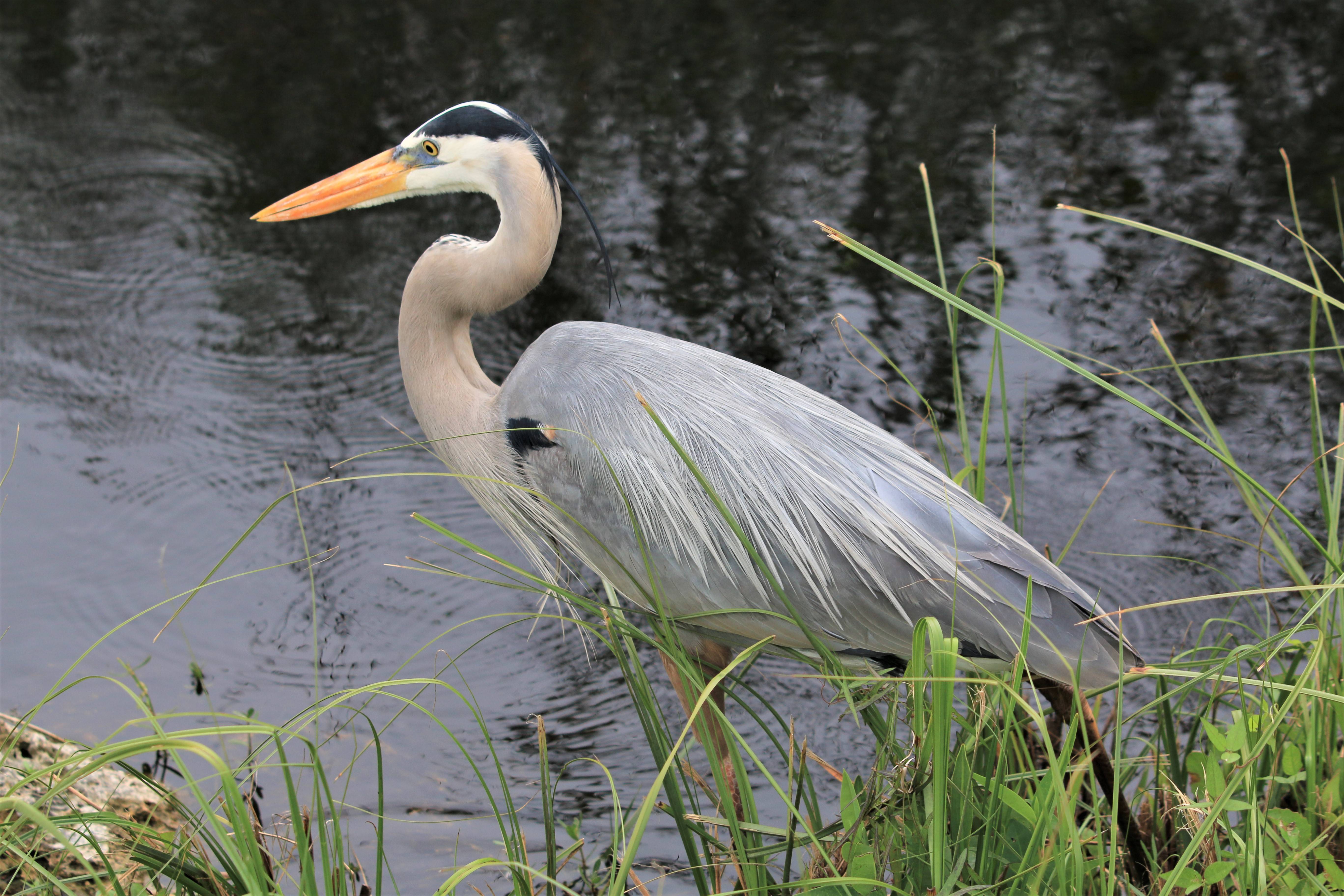 Beautiful Heron